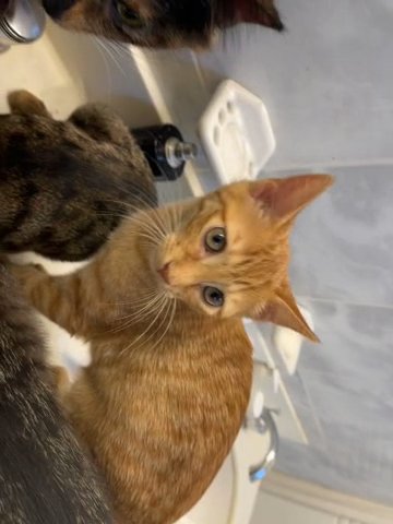 Gorgeous Female Orange Kitten in Lodi, New Jersey