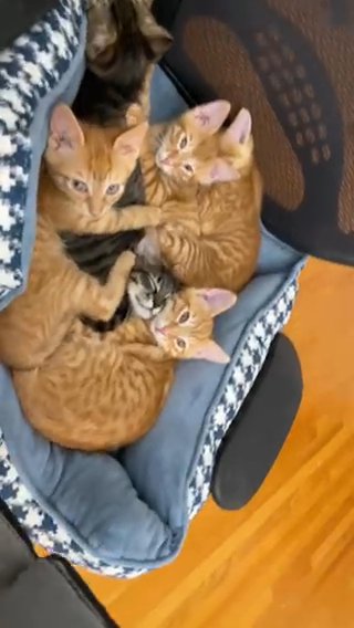 Orange Male Kitten in Lodi, New Jersey