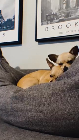 Looking For A Good Home For Two Chihuahuas in New Orleans, Louisiana