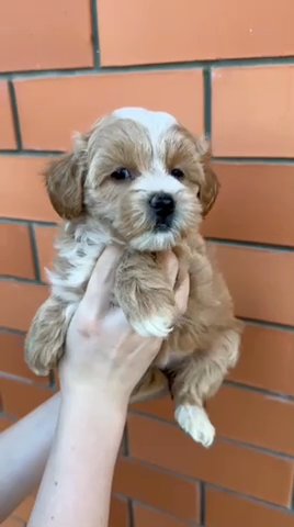 Poodle in Houston, Texas