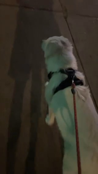 Great Pyrenees in Houston, Texas