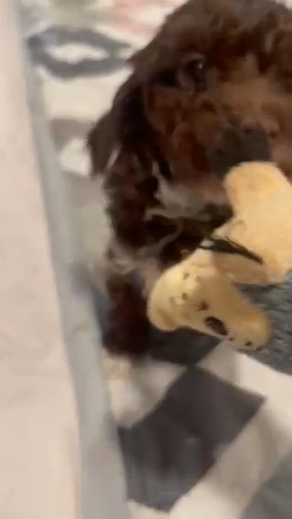 Toy Poodle in Charlotte, North Carolina