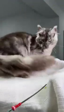 Maine Coon Male in North Port, Florida