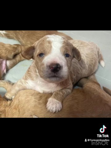 Mini golden doodles for sale in Orlando, Florida