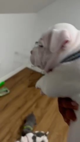 Exotic Bully Puppies. 3 Females One Male. in Stamford, Connecticut