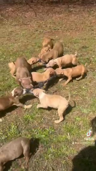 Puppies (pitbull) in Covington, Georgia