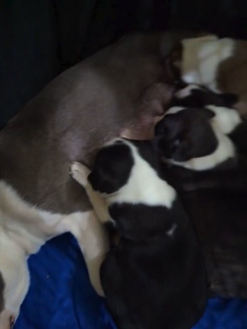 Osterpaw litter in Dallas, Texas