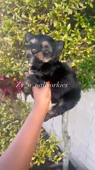 Yorkie boy in North Lauderdale, Florida