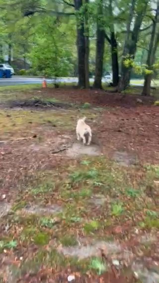 Mini English Bulldog in Atlanta, Georgia
