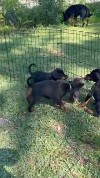 Doberman Puppies in Tampa, Florida