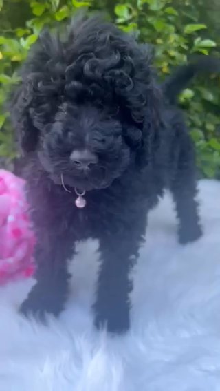 Goldendoodle Puppies Looking For A New Home in Phoenix, Arizona