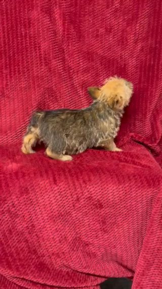 Female Norwich Terrier “ Bitsy” in Springfield, Missouri