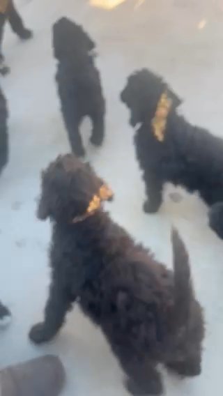 Goldendoodle in Phoenix, Arizona