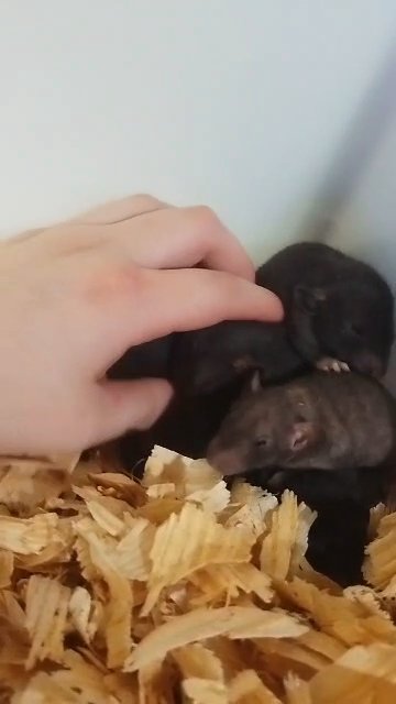 Baby Rats in Searcy, Arkansas