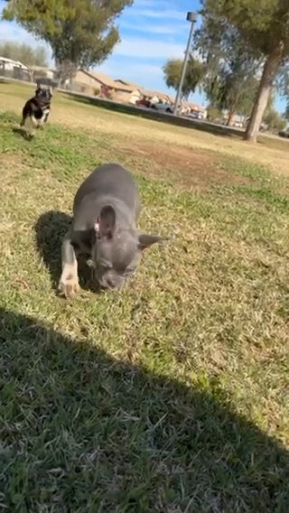 French Bulldogs in Phoenix, Arizona