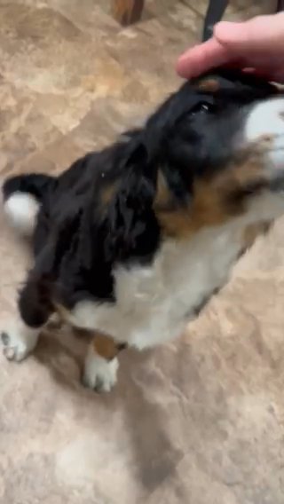 Standard F1b Bernedoodle in Raleigh, North Carolina