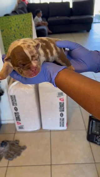 Chocolate Tri Merle Male Puppy in Phoenix, Arizona