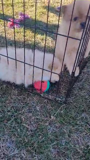 SuzyQs Precious Pups in Knoxville, Tennessee