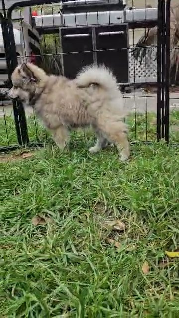 Pomsky Fiona in Los Angeles, California