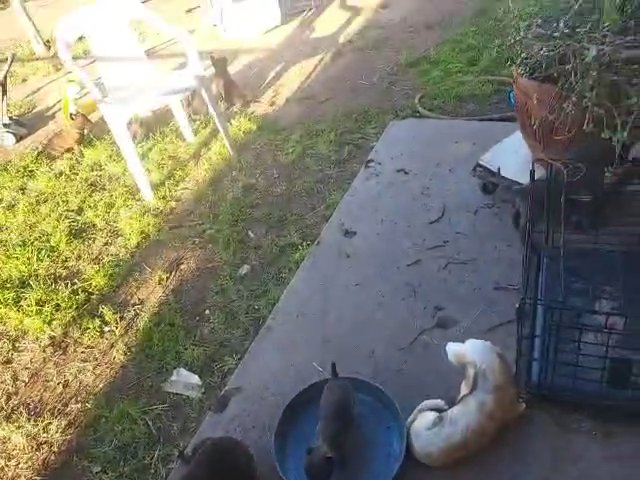 Dutch Shepherd Belgian Malinois in Phoenix, Arizona