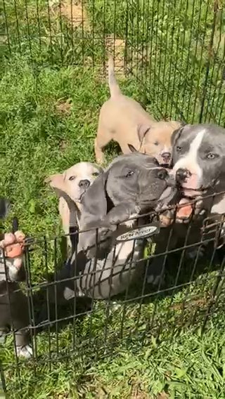 XL American Bully in Snellville, Georgia