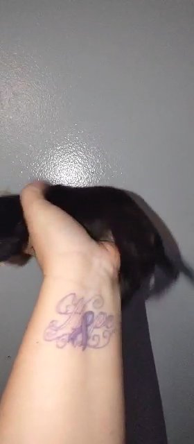 KB Black Female Yorkie in Sikeston, Missouri