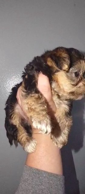 *SOLD*Female Yorkiepoo in Sikeston, Missouri