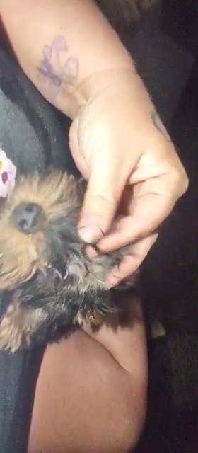 *SOLD*PET ONLY Female Yorkie in Sikeston, Missouri
