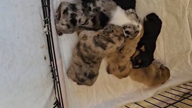 akc mini french bulldog pups 2 females available in Riverside, California