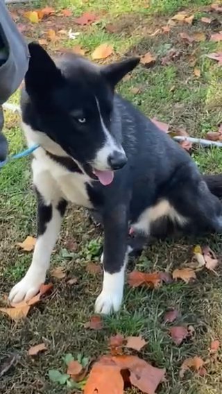 Blaze AKC Siberian Husky in Macomb, Illinois