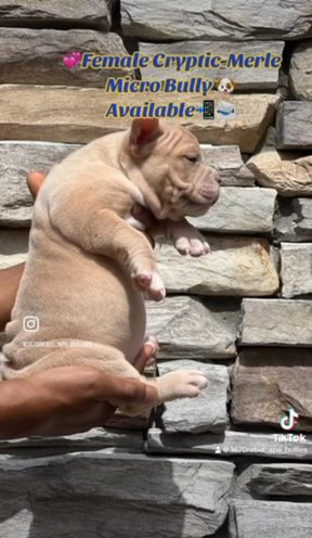 Cryptic Merle Micro Exotic American Bully in West Palm Beach, Florida