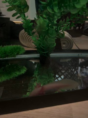 1 Axolotl And Tank/Supplies For Sale in Denver, Colorado