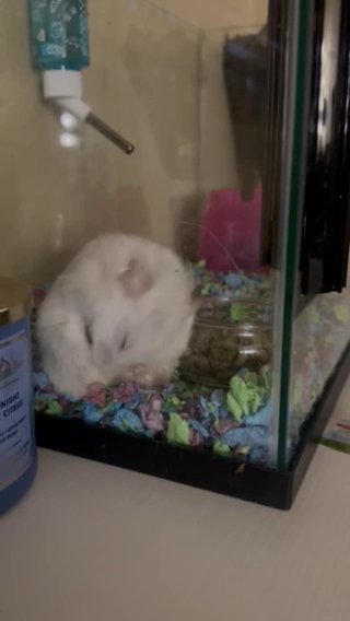 HAMSTER in Surprise, Arizona