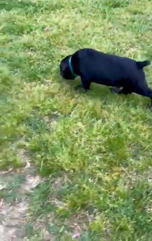 Cane Corso in Coweta, Oklahoma