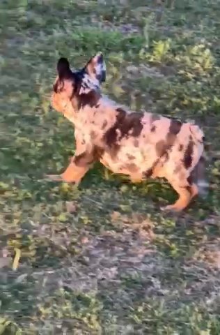 Merle French Bulldog in Coweta, Oklahoma