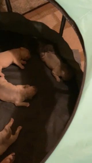 ABKC Register HBK/NEWERACRENSHAW PUPS available in Myrtle Beach, South Carolina