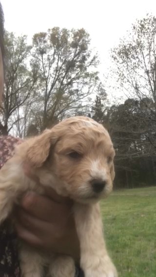 Courtney F1b Micro Mini Bernedoodle in Greenwood, South Carolina