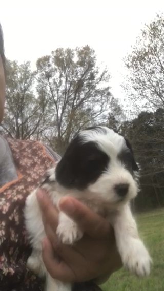 F1b Micro Mini Bernedoodle in Greenwood, South Carolina