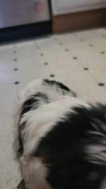 AKC PARTI GIRL in Aiken, South Carolina