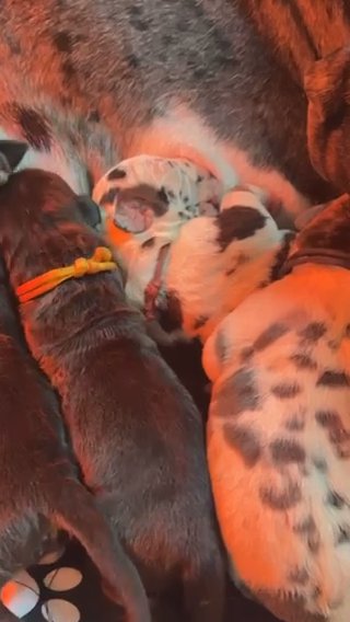Black with White Markings Great Dane in Fort Madison, Iowa