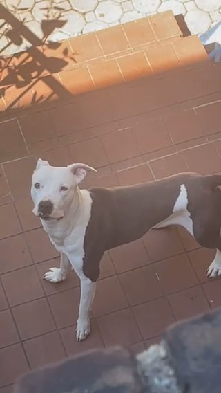 American Staffordshire Terrier in Queens, New York