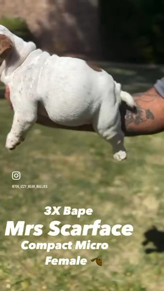 Exotic Micro Bully Female in Augusta, Georgia