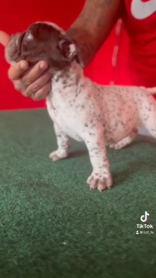 Exotic Micro Bully Puppy in Augusta, Georgia