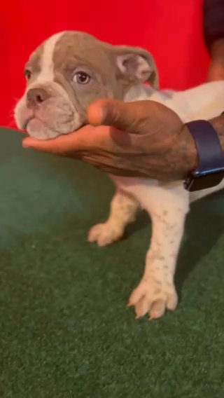 Exotic Micro Bully in Augusta, Georgia