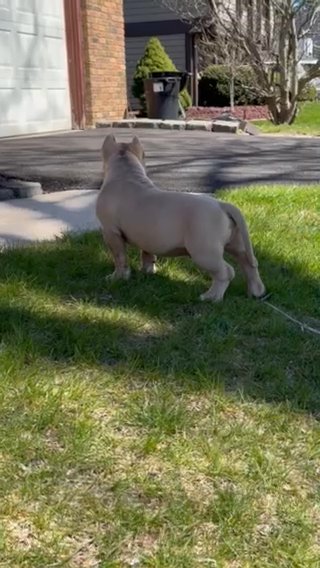 4 month old abkc registered in Rockford, Illinois