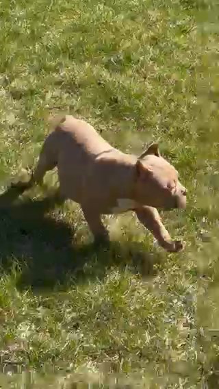 4 month old abkc male in Rockford, Illinois