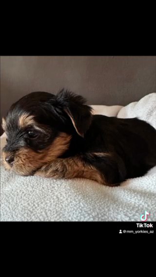 Yorkshire Terrier Puppies in Phoenix, Arizona