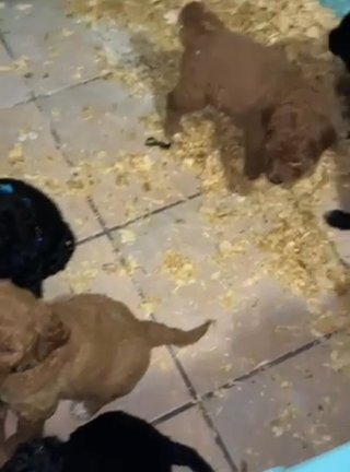 Goldendoodle For Sale in Hialeah, Florida