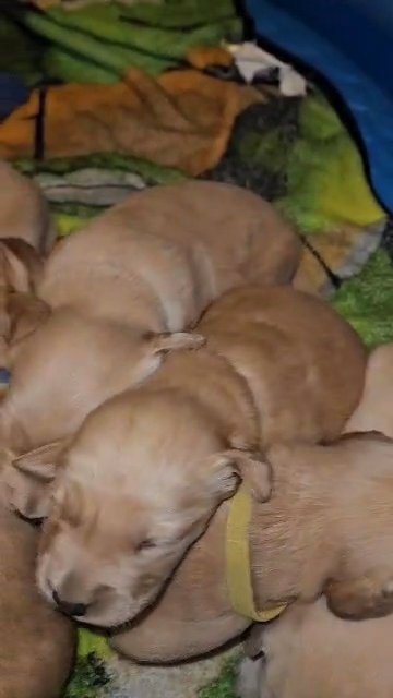 Golden retrievers in Florence, South Carolina