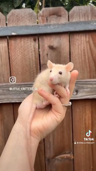 Fancy Rats in Baldwin Park, California